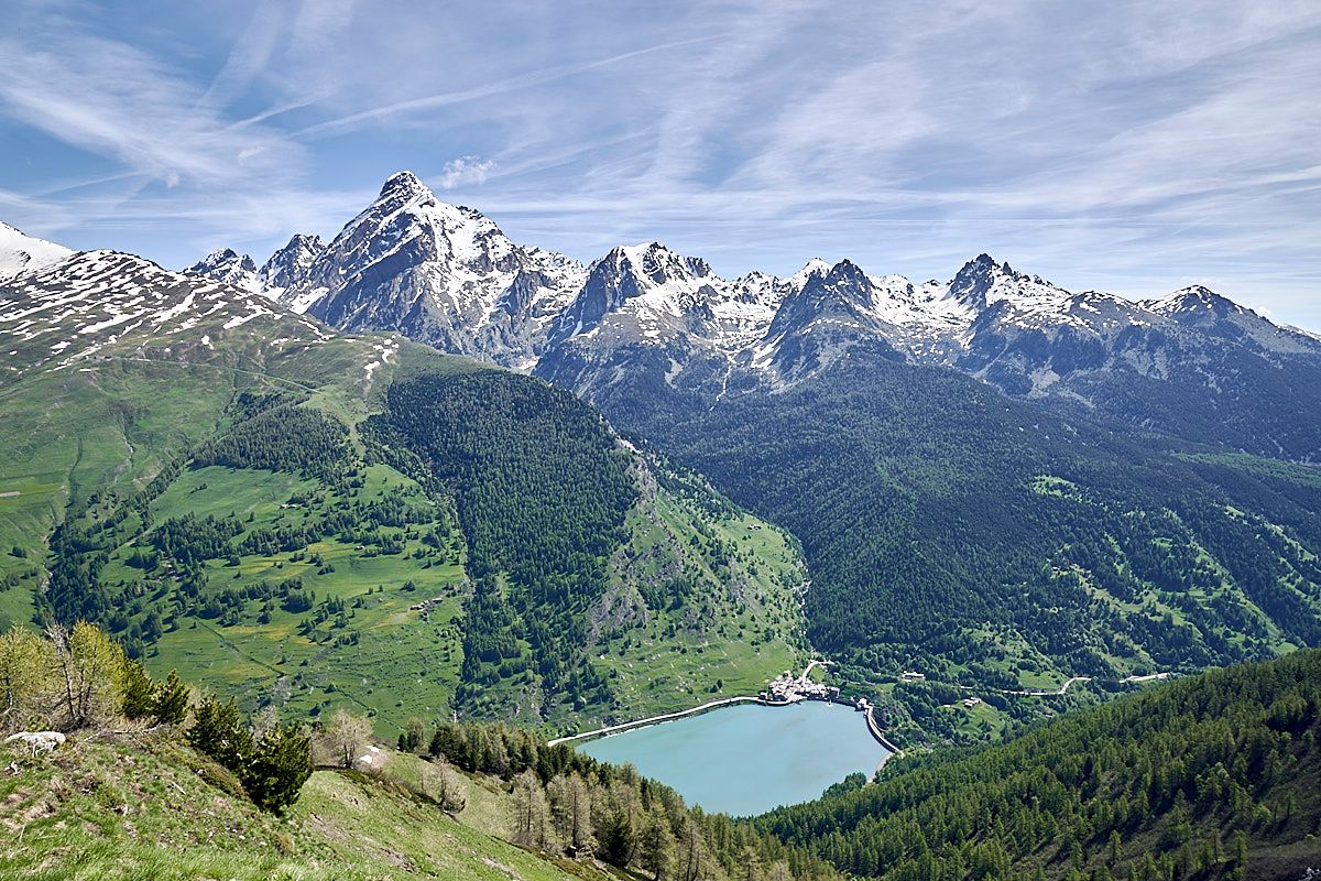 820 ettari di pini: in Piemonte c'è la più grande foresta di tutte le Alpi, ed è un record italiano