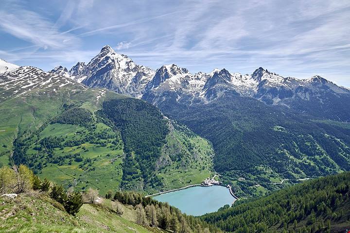 820 ettari di pini: in Piemonte c'è la più grande foresta di tutte le Alpi, ed è un record italiano