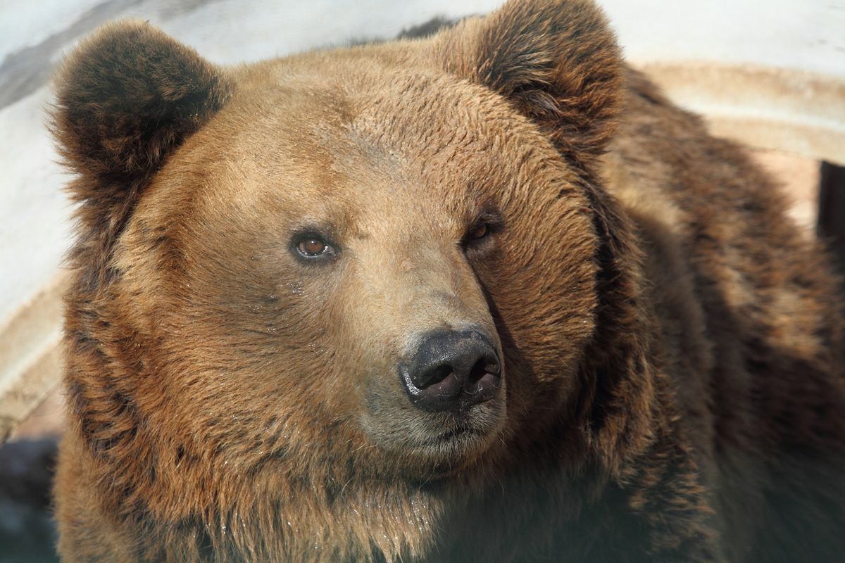Il paese del tartufo e dell'orso bruno: è lui il borgo della Ciociaria che incanta con una natura incontaminata