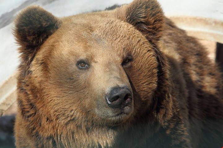 Il paese del tartufo e dell'orso bruno: è lui il borgo della Ciociaria che incanta con una natura incontaminata