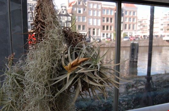 L' Hortus Botanicus  Amsterdam alessandro bianchi alessandro bianchi