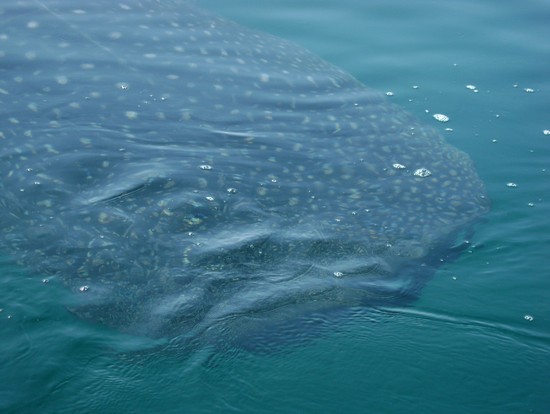 tiburon ballena