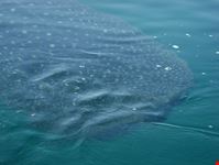 tiburon ballena