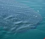 tiburon ballena tiburon ballena