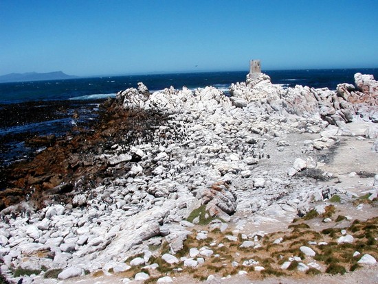 Pinguini a Stony Point
