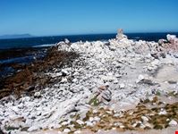 Pinguini a Stony Point