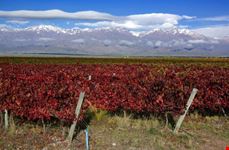 Panorami mozzafiato a Mendoza, dove ci sono alcune delle migliori cantine argentine.