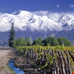 La Cordigliera delle Ande: ai suoi piedi si estendono ettari di vigneti.
