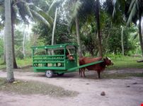 Beef-taxi