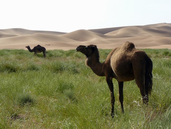 ai piedi delle dune