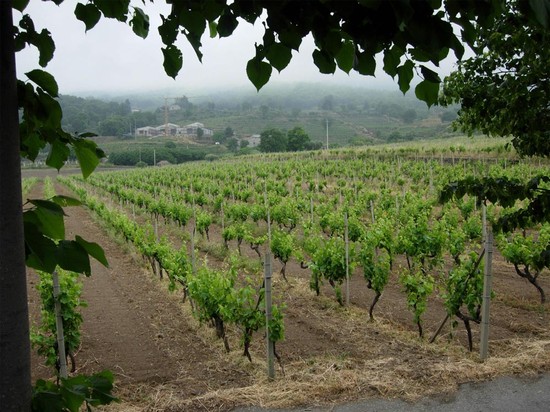 I filari dell'Etna.
