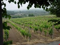 I filari dell'Etna.