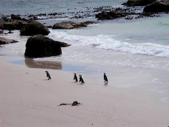  Cape Town ALBERTO GREGORI ALBERTO GREGORI