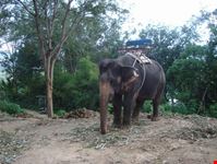 Elefante