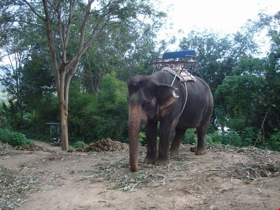  Phuket Gritsana Charoensuk Gritsana Charoensuk