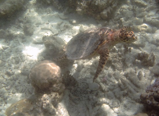 Ruga la tartaruga