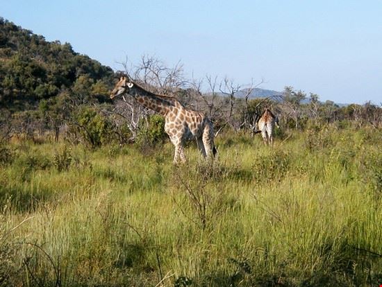 Parco Nazionale Pilanesberg Johannesburg ALBERTO GREGORI ALBERTO GREGORI