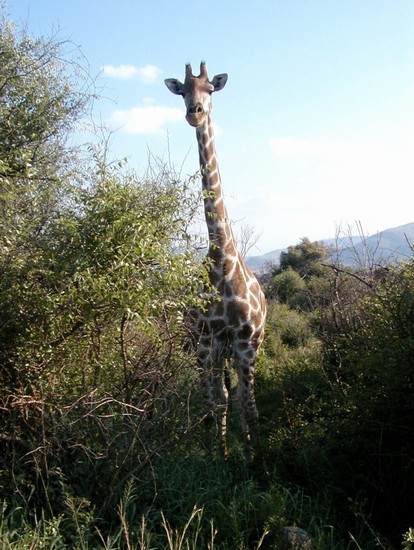 Pilanesber  NP