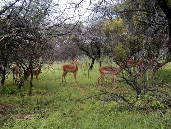 Pilanesber  NP