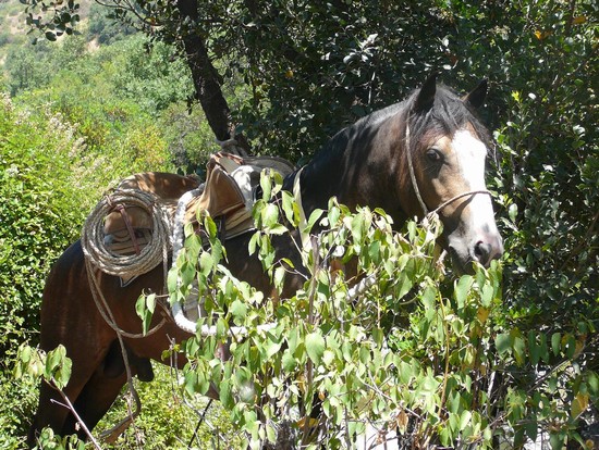 Passeggiata a Cavallo
