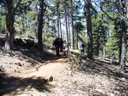 la pineta sotto il monte Olimpo
