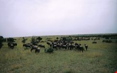 mandria di gnu in movimento