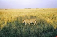 leonessa a caccia