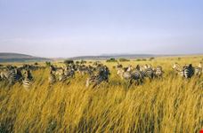 zebre in gruppo