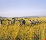 zebre in gruppo zebre in gruppo