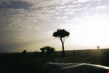 colori alba africana 