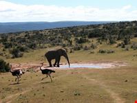Addo NP