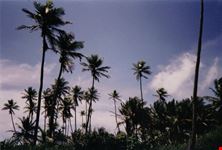 palme da cocco