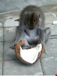 ubud scimmie e cocco