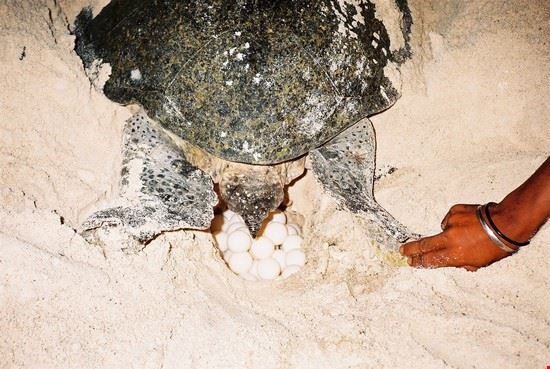 Sipadan MENTRE ERAVAMO IN SPIAGGIA UNA SERA, ABBIAMO VISTO UNA TARTARUGA DEPORRE LE UOVA THOMAS COGLIATI THOMAS COGLIATI