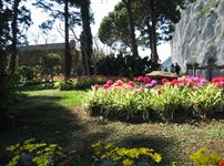 IL SOLE DI  CAPRI