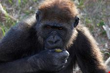 Una scimmia al giardino zoologico