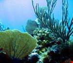 John Pennekamp Coral Reef State Park John Pennekamp Coral Reef State Park