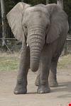 Knysna Elephant Park