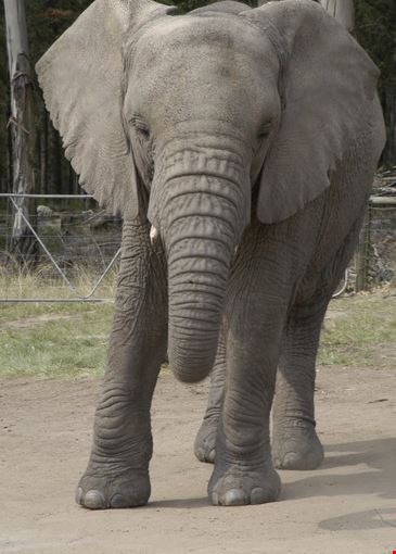 Knysna Elephant Park Knysna Elephant Park