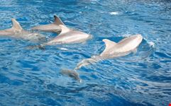miami seaquarium
