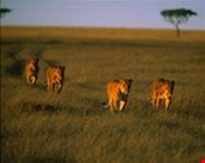 nairobi flying safari1