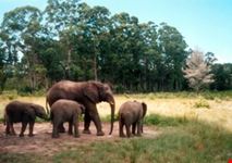 cape town safaris1