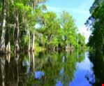 Kissimmee Nature