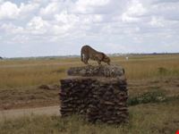 arusha cheetah of serengeti