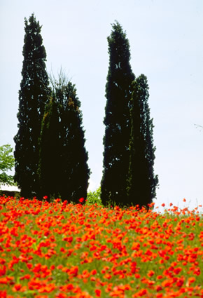 Valdorcia Cipressi