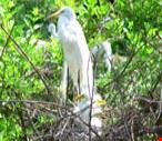 Nature of Kissimmee