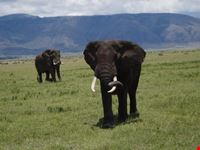 arusha elephant
