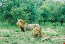 Lions seen on safari