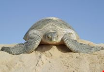 muscat turtle on ras al jinz beach