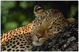 kruger park3